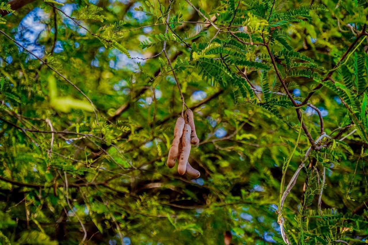 Tamarind Tree Готель Тіссамахарама